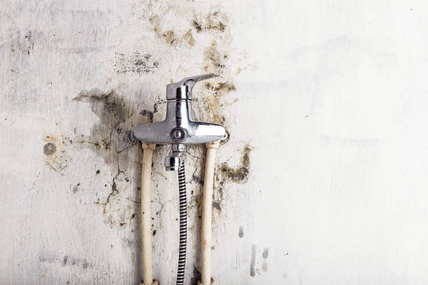 Best Same-Day Mold Removal  in Seneca, IL