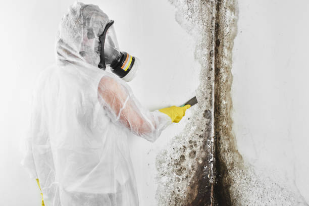 Best Fast Mold Removal  in Seneca, IL