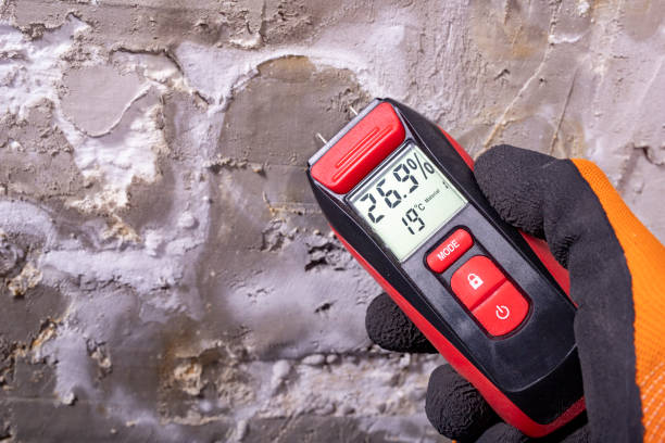 Best Black Mold Removal  in Seneca, IL