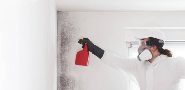 Best Attic Mold Removal  in Seneca, IL