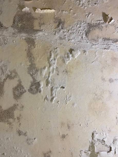 Best Mold Removal Specialists  in Seneca, IL