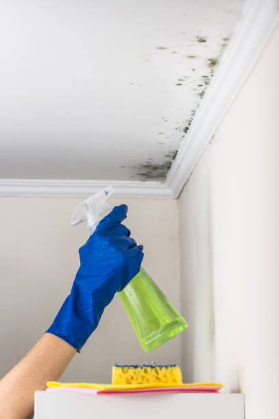 Best Home Mold Removal  in Seneca, IL